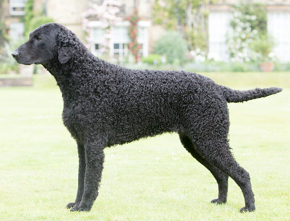 Curly Coated Retriever Brown